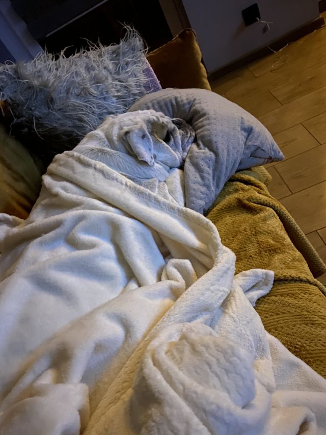 Pochwalmy się swoimi pupilkami :)