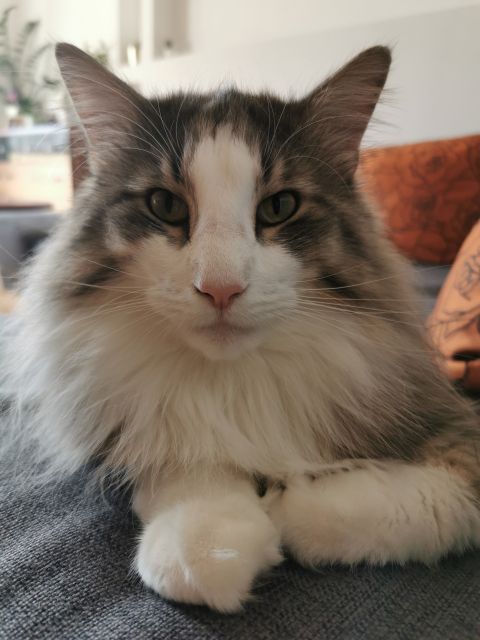 Pochwalmy się swoimi pupilkami :)