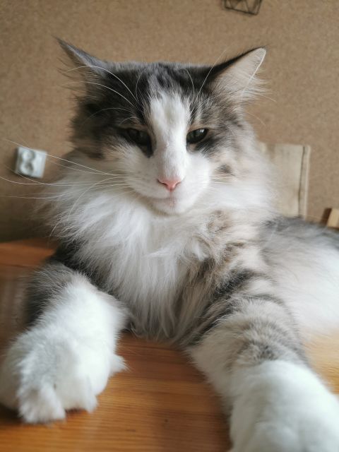 Pochwalmy się swoimi pupilkami :)