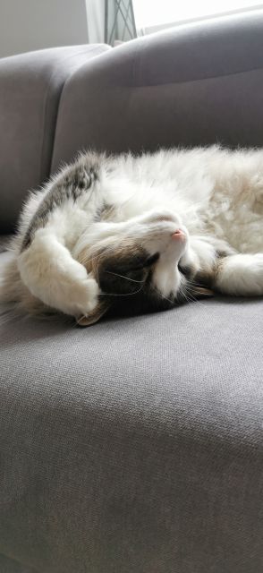 Pochwalmy się swoimi pupilkami :)