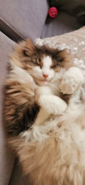 Pochwalmy się swoimi pupilkami :)