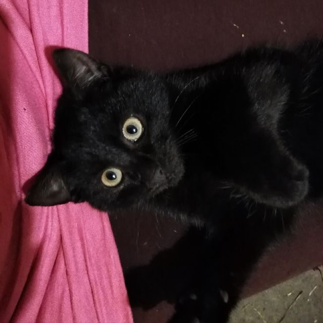 Pochwalmy się swoimi pupilkami :)