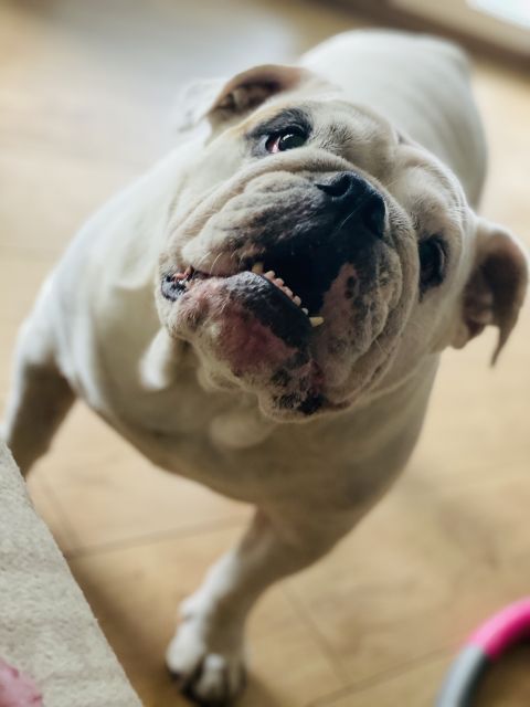 Pochwalmy się swoimi pupilkami :)