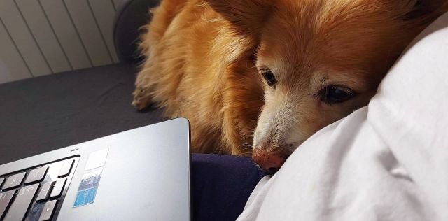 Pochwalmy się swoimi pupilkami :)