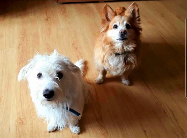 Pochwalmy się swoimi pupilkami :)