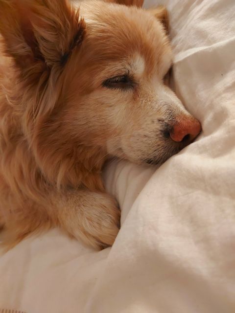 Pochwalmy się swoimi pupilkami :)