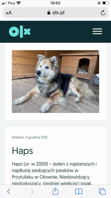 nakarm psa z olx 2021! 🐶 